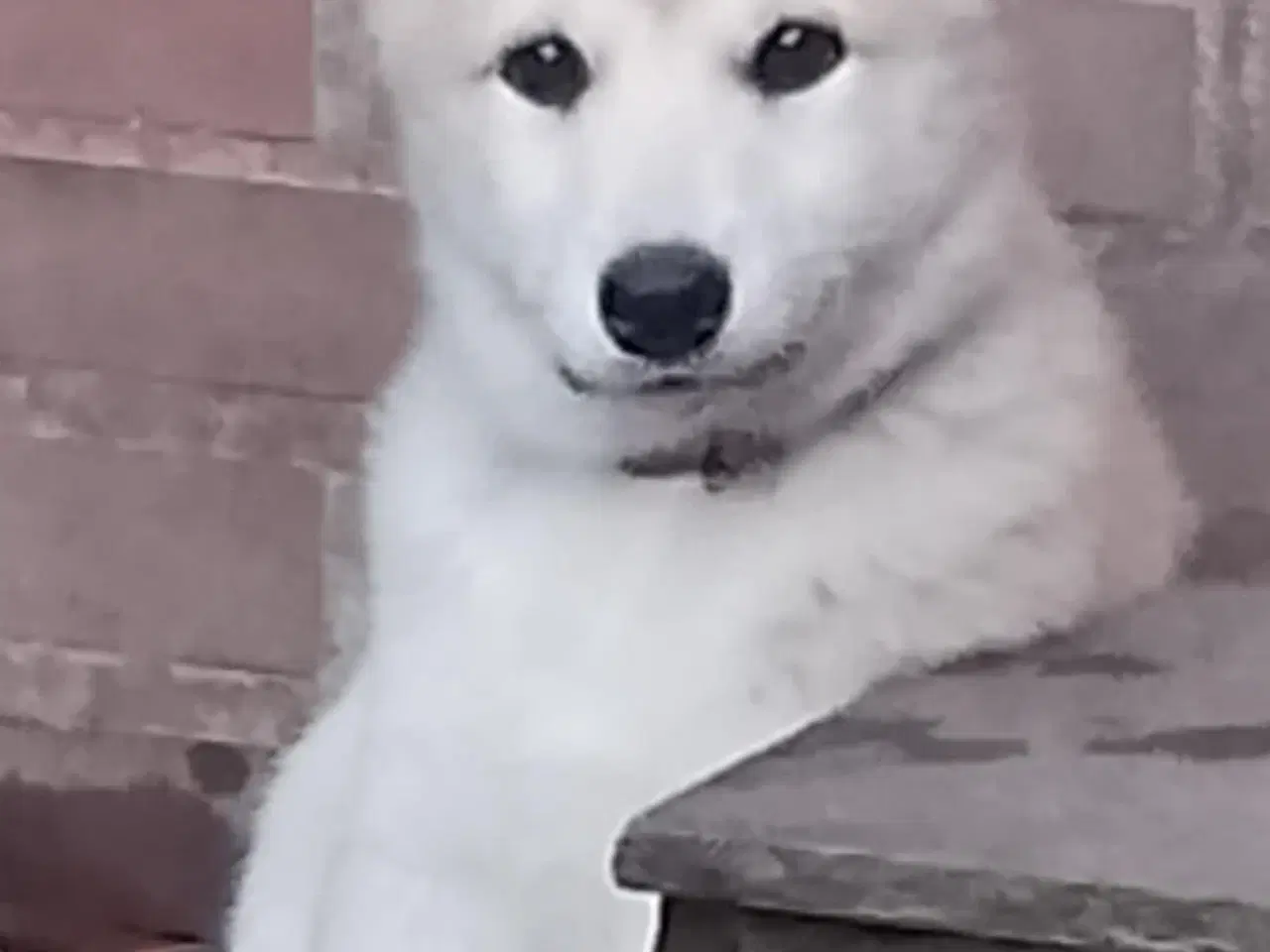 Billede 6 - Husky blandinger 