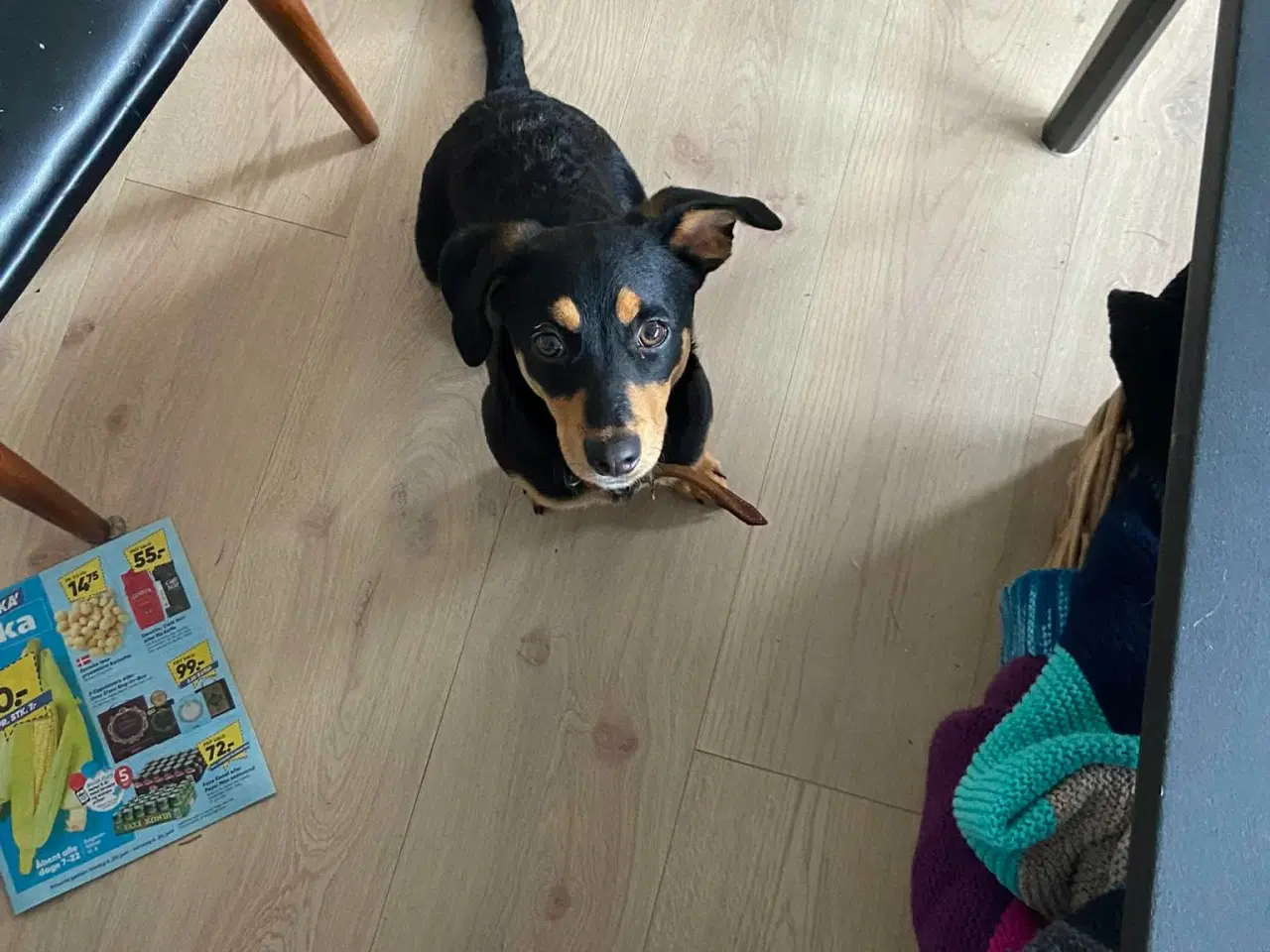 Billede 5 - Søde Erika til omplacering