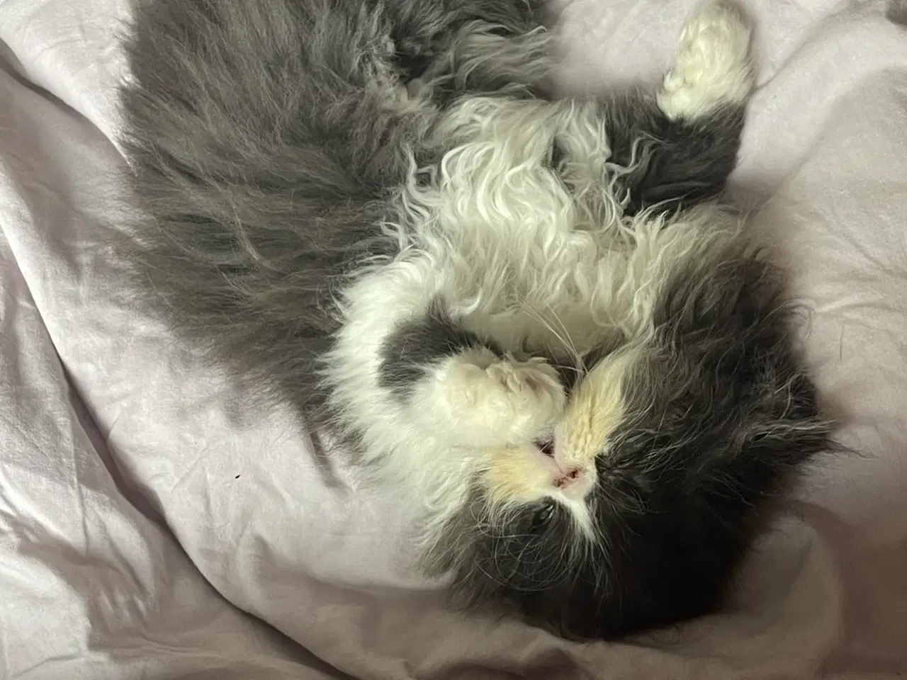 Billede 3 - Perser han killing