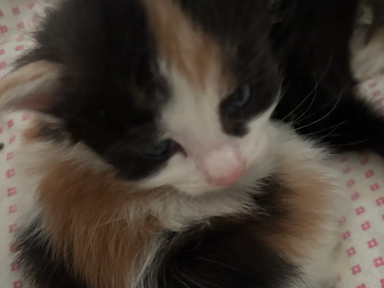 Billede 1 - Killinger halv main coon 