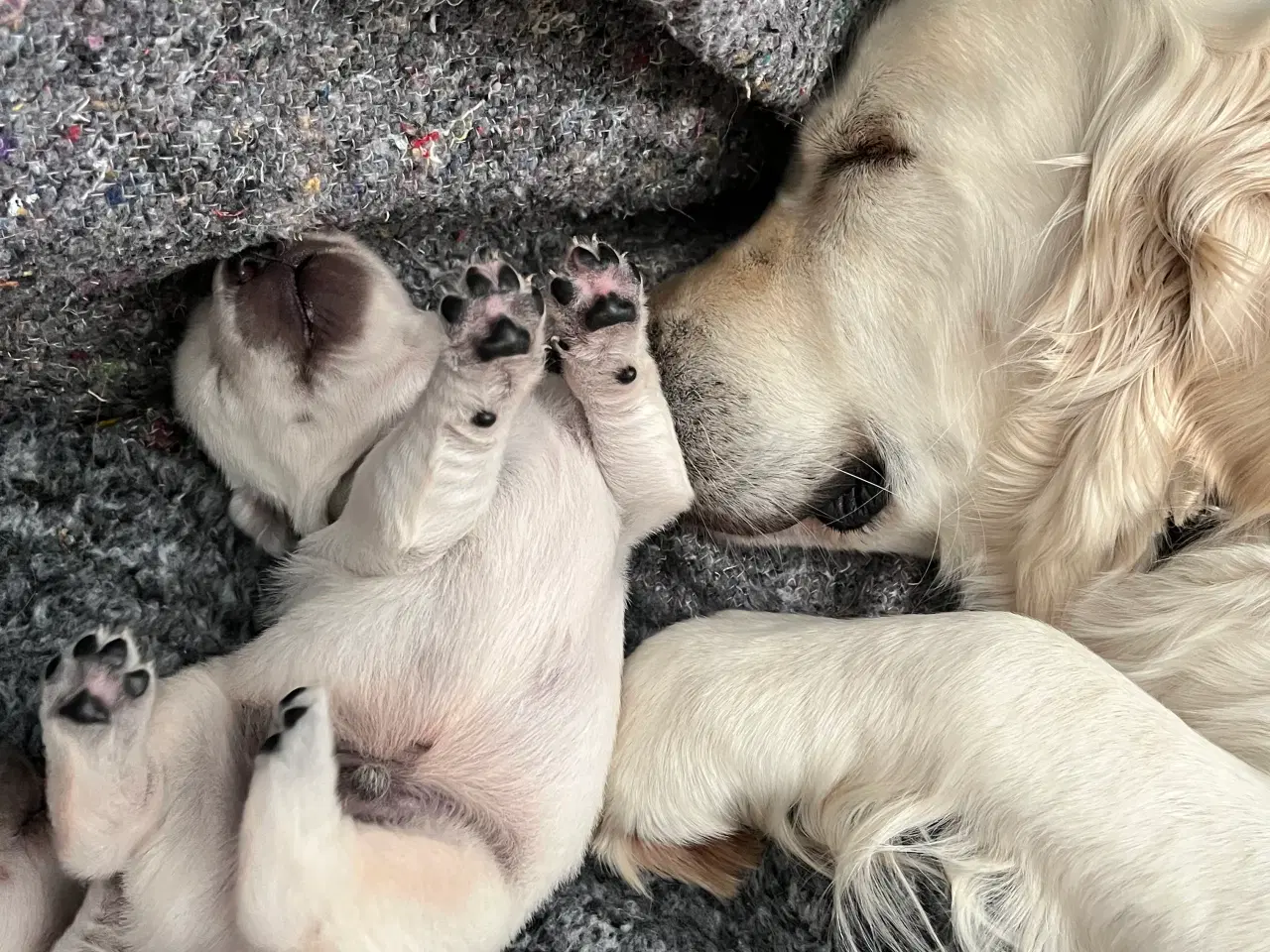 Billede 2 - Golden Retriever hvalpe