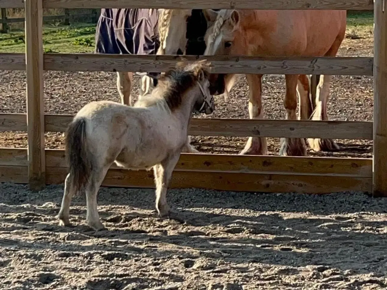 Billede 17 - Mini shetlands hoppeføl