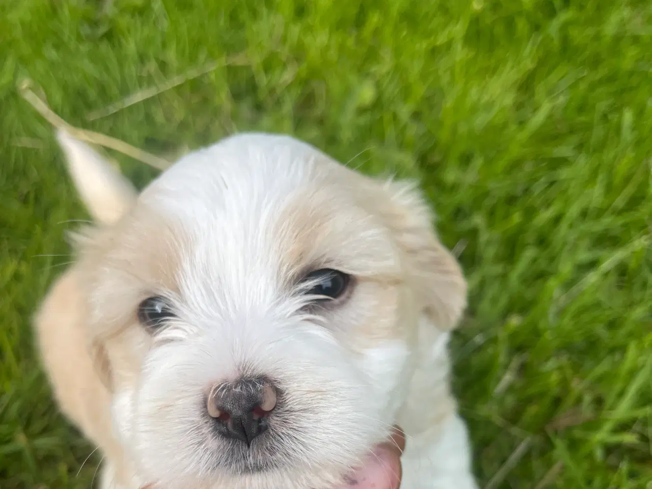 Billede 3 - Bichon Havanais