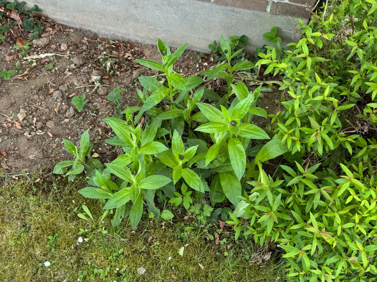 Billede 5 - Gratis have planter 