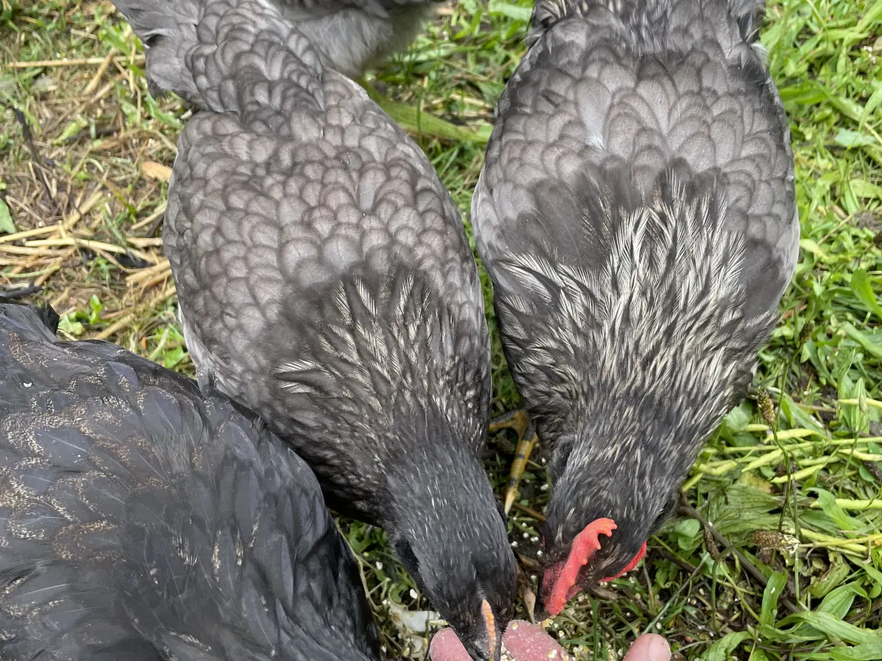 Billede 11 - Daggamle Silverruds blå, 8.3