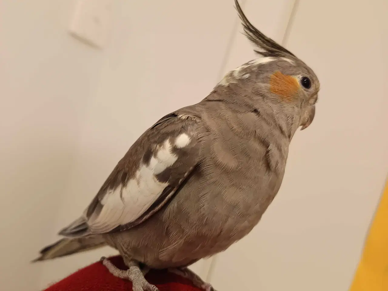 Billede 6 - Nymfeparakit o år