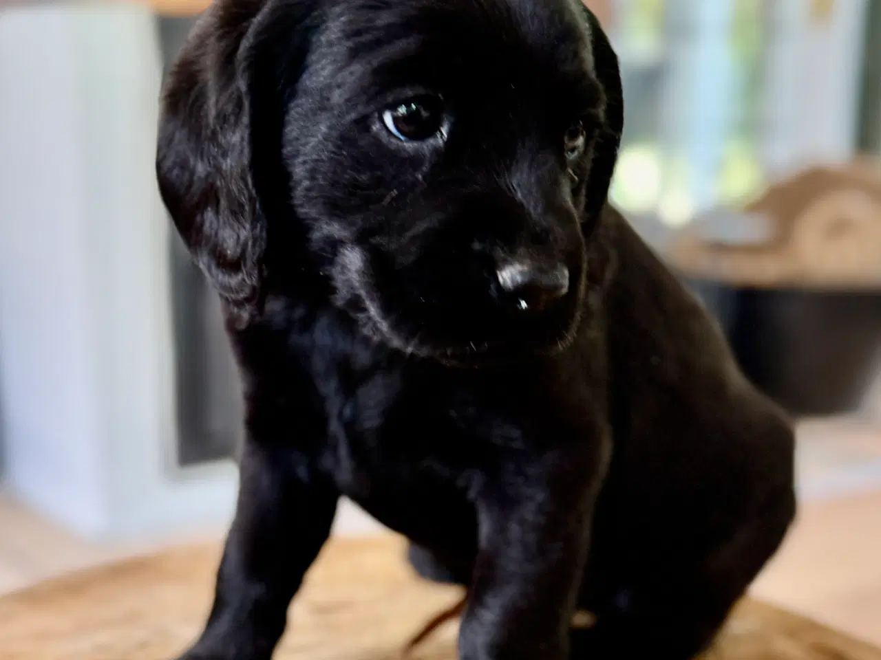 Billede 5 - Labrador og Amerikansk Cocker spaniel (Cockerdor)