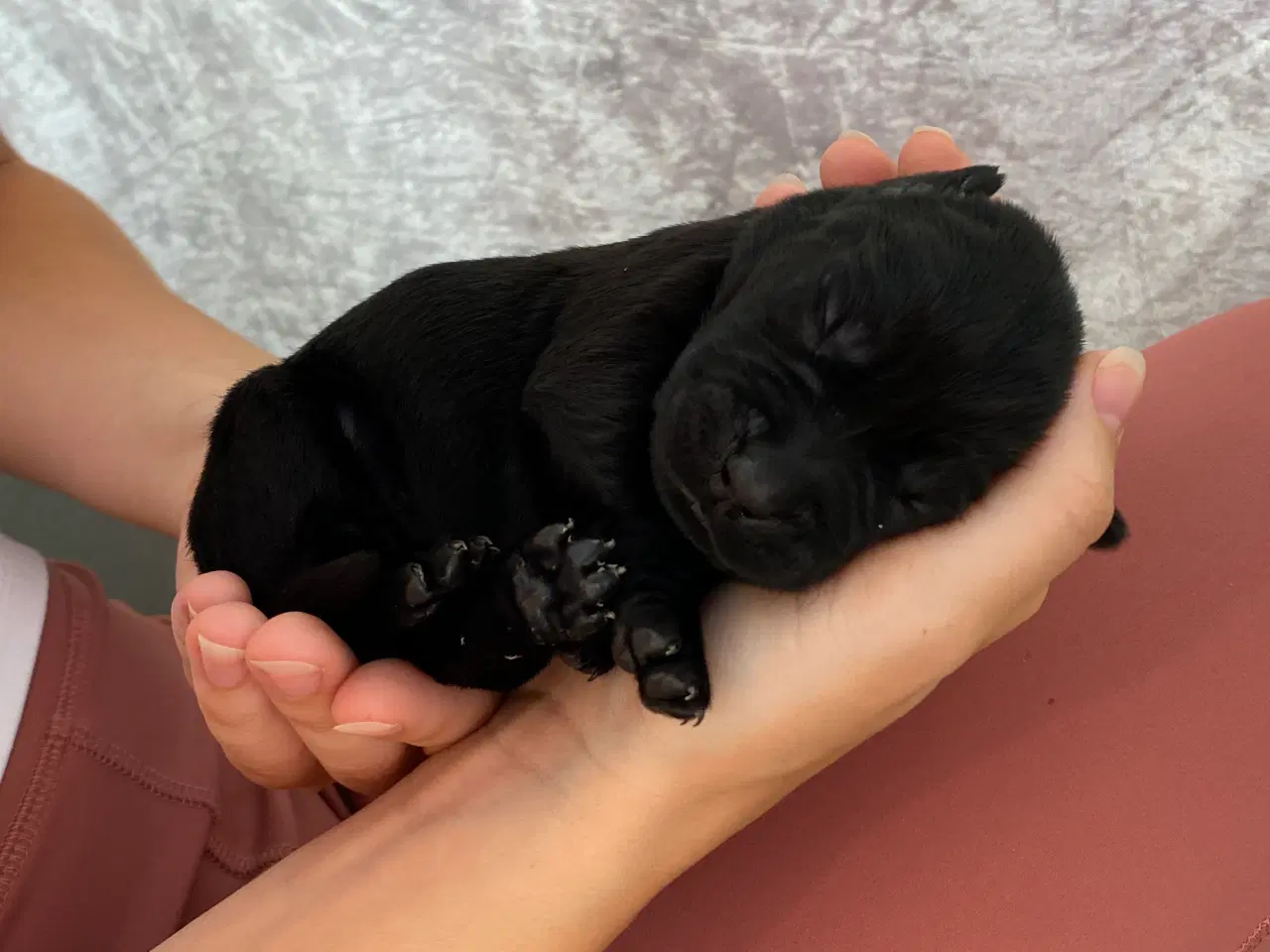 Billede 4 - Lækre Labrador Hvalpe Basser😍 til salg 