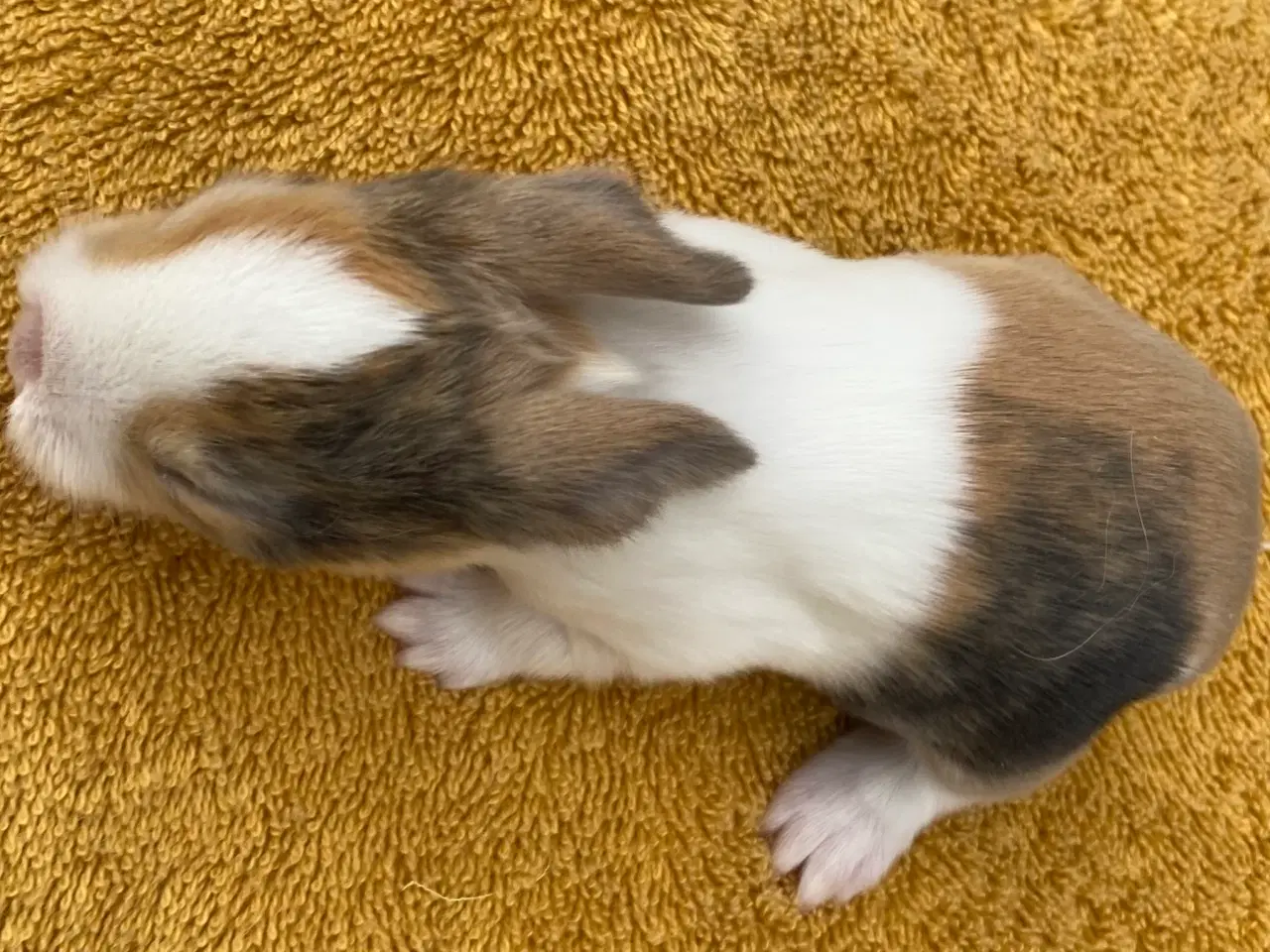 Billede 9 - HOLLÆNDER HUN JAPANER SORT/GUL