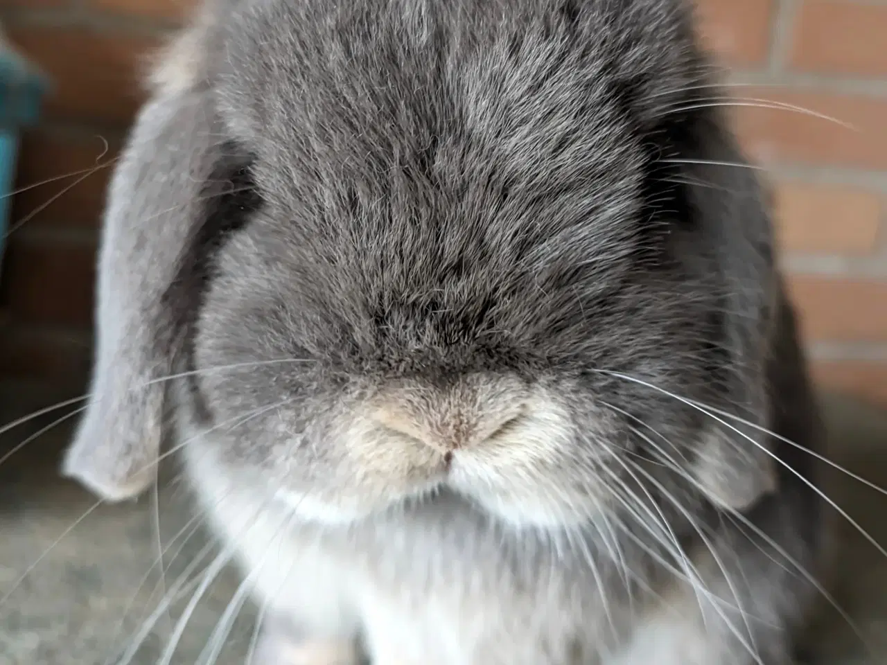 Billede 4 - Minilop kanin sælges