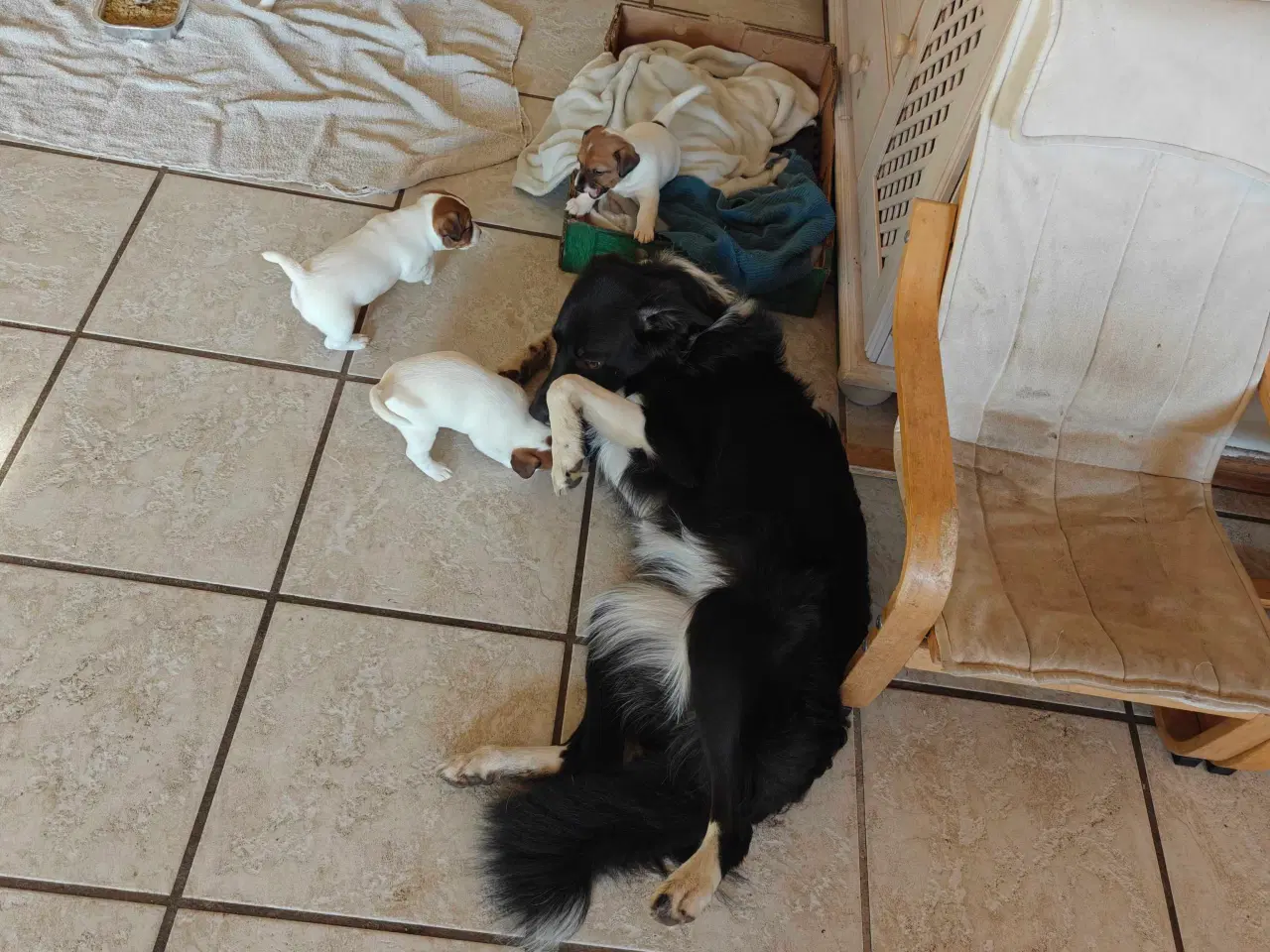 Billede 7 - Jack Russell Terrier hvalpe 