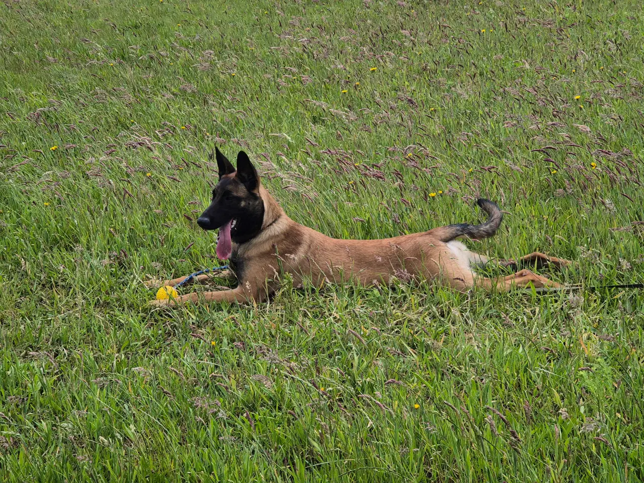 Billede 1 - Malinois Tæve Frisk og Frejdig