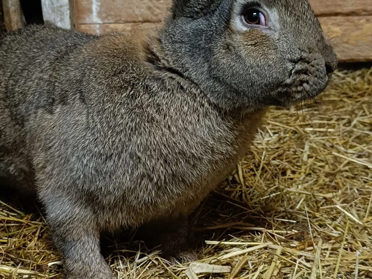 Billede 1 - Stor han Belgisk Kæmpe