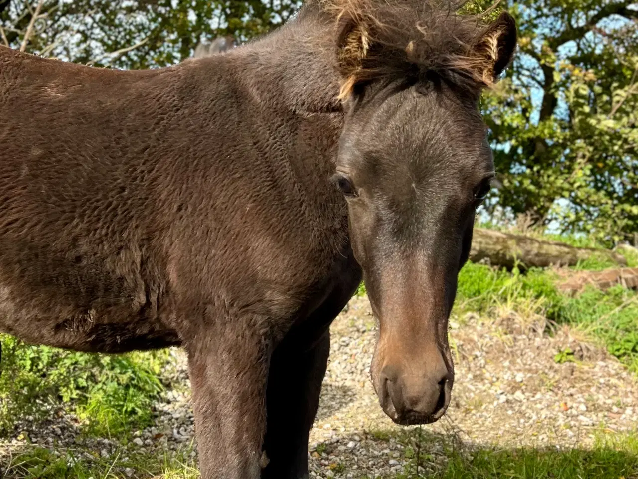 Billede 5 - New Forest hingsteføl fra 2024