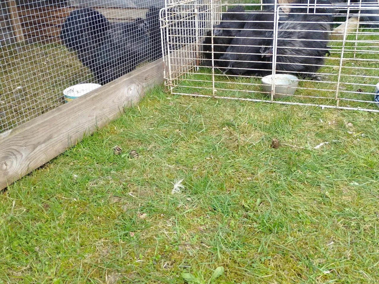 Billede 1 - Dværg silke høns uden skæg 