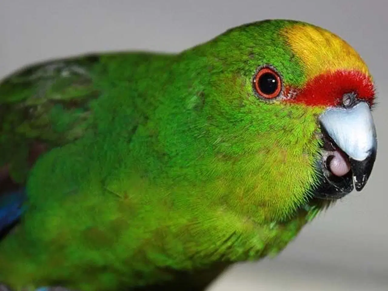 Billede 1 - Springparakitter