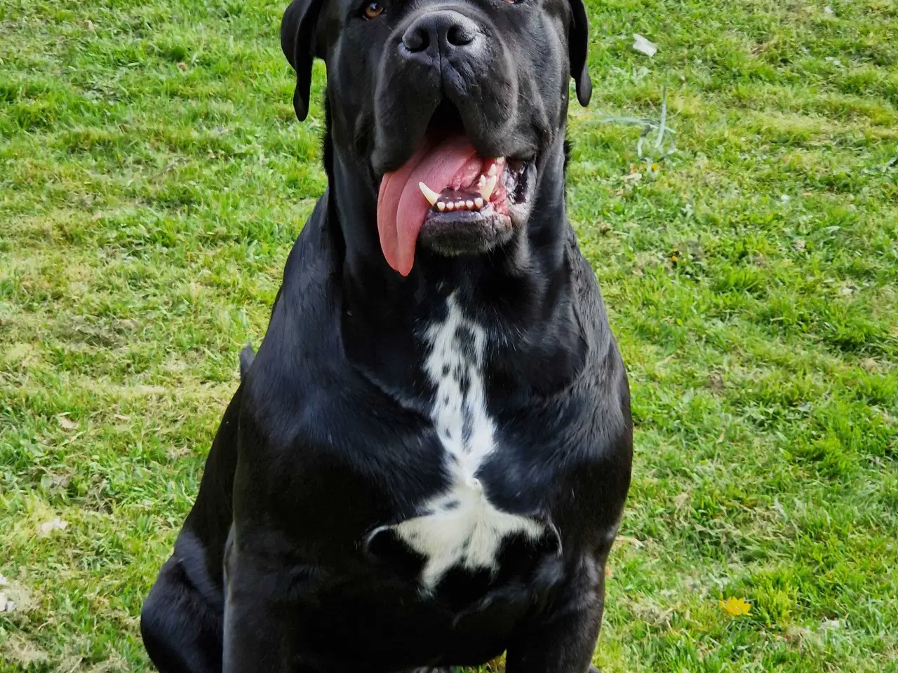 Billede 9 - Cane Corso hvelpe