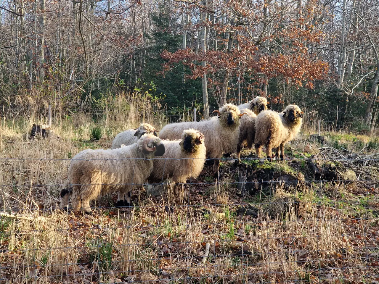 Billede 2 - valais blacknose får sælges