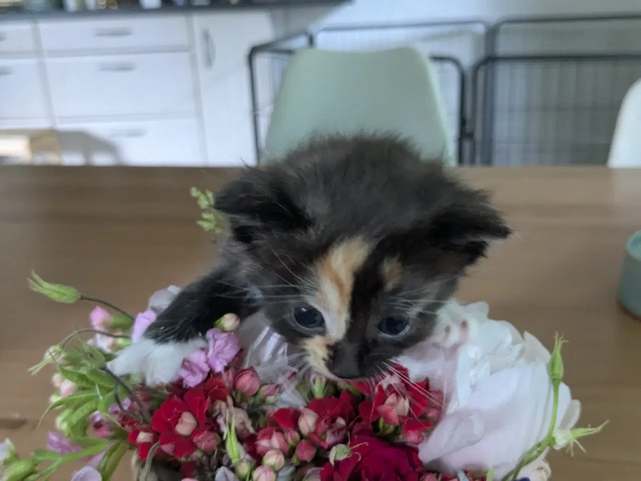 Billede 5 - Maine Coon mix killinger 5 hunner 1 han