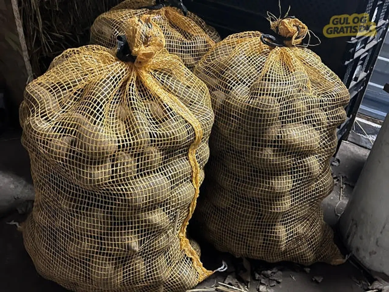 Billede 1 - Spisekartofler, Sava