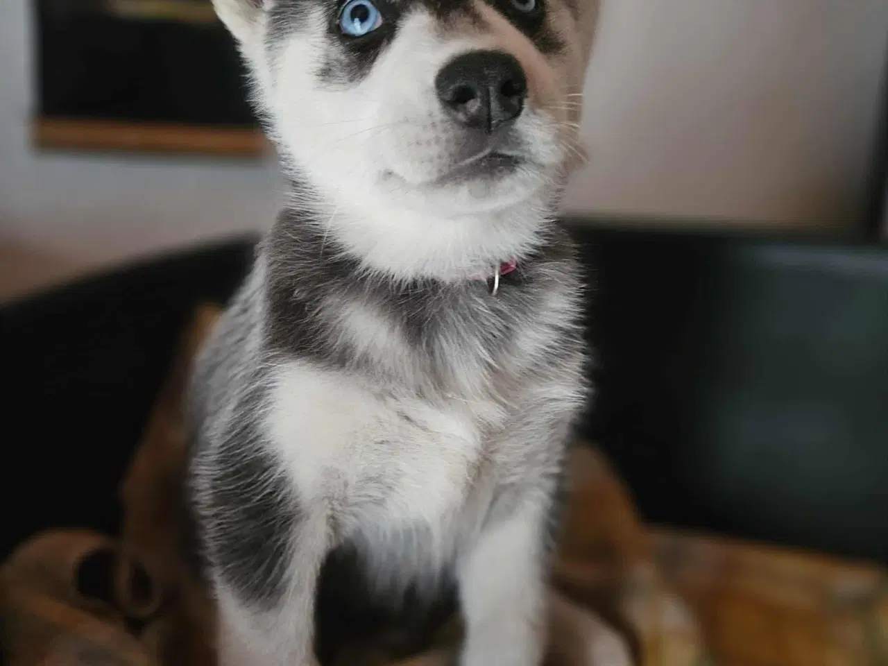 Billede 6 - 8 stk rene Siberian Husky  hvalpe