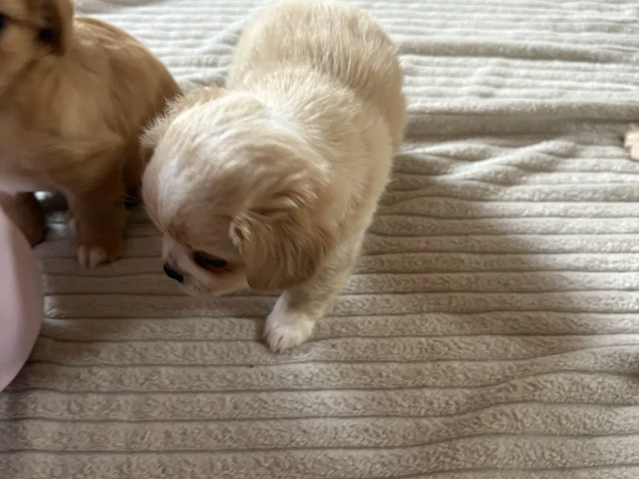 Billede 9 - hunde valpe