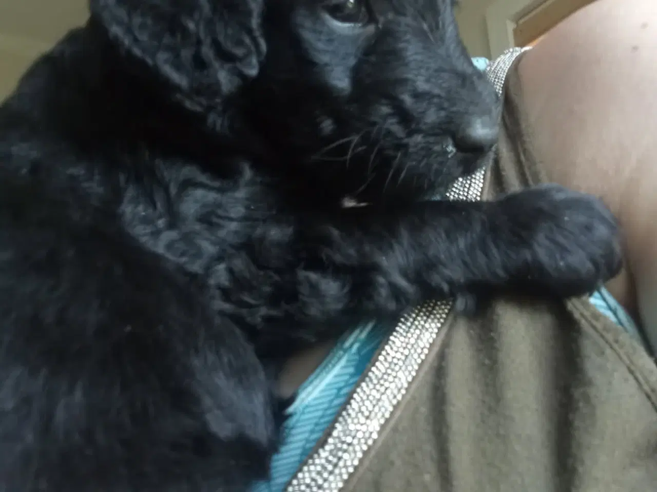 Billede 3 - Allergivenlige labradoodle hvalpe 