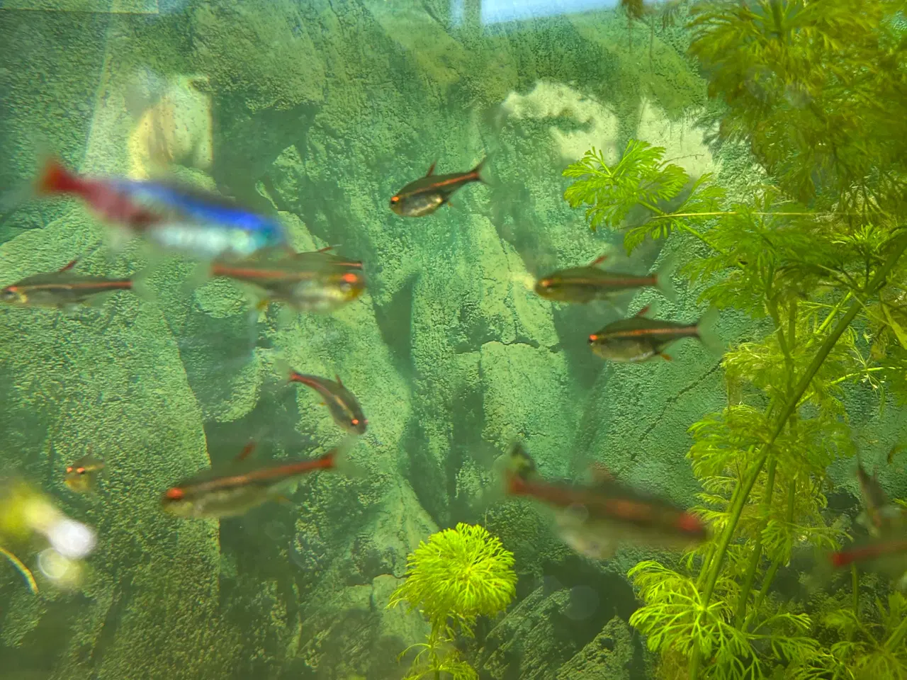 Billede 1 - 🐠 Glødelys Tetra – flotte, sunde stimefisk ✨