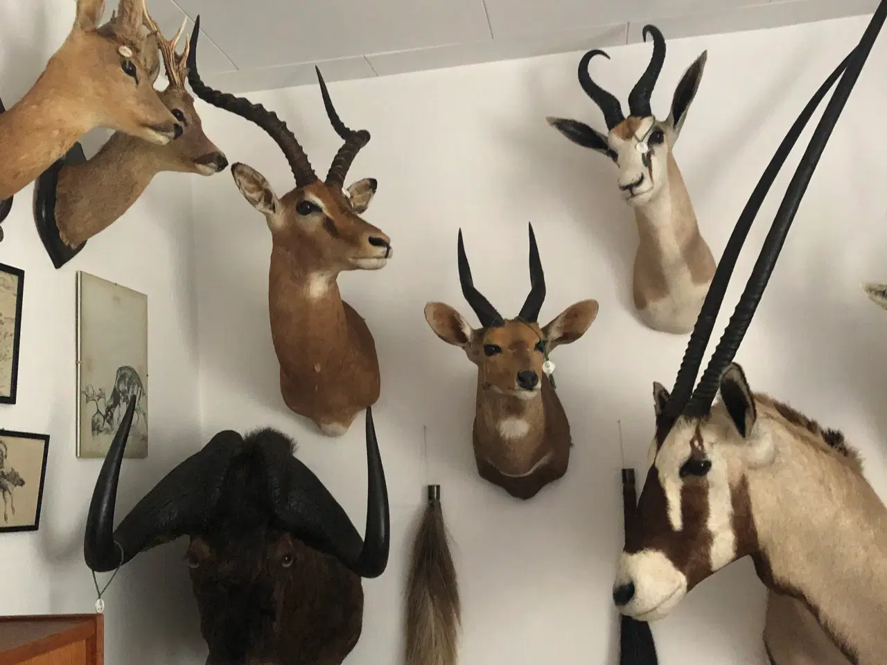 Billede 1 - Udstoppede hoveder
