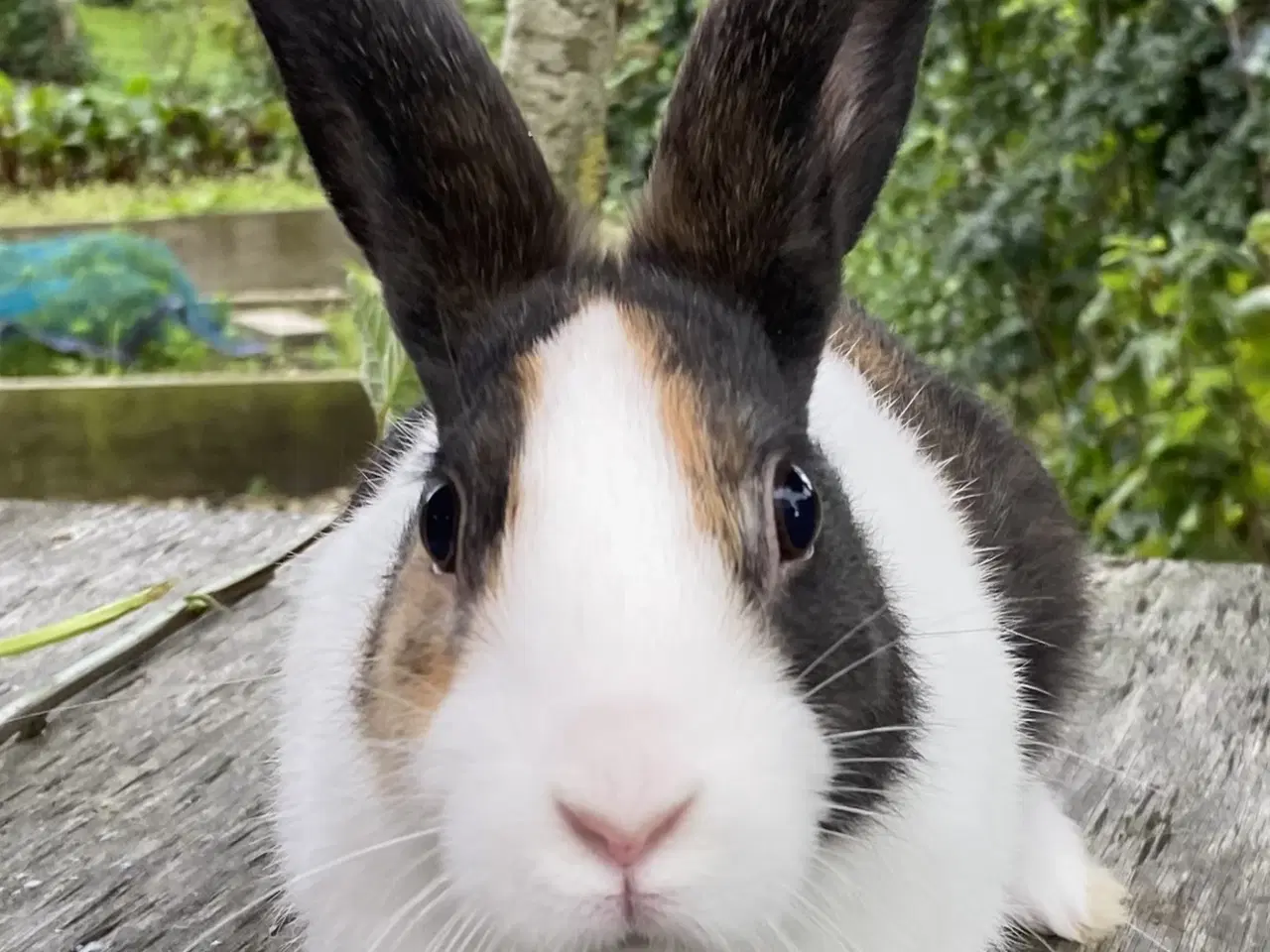 Billede 4 - HOLLÆNDER HAN JAPANER SORT/GUL
