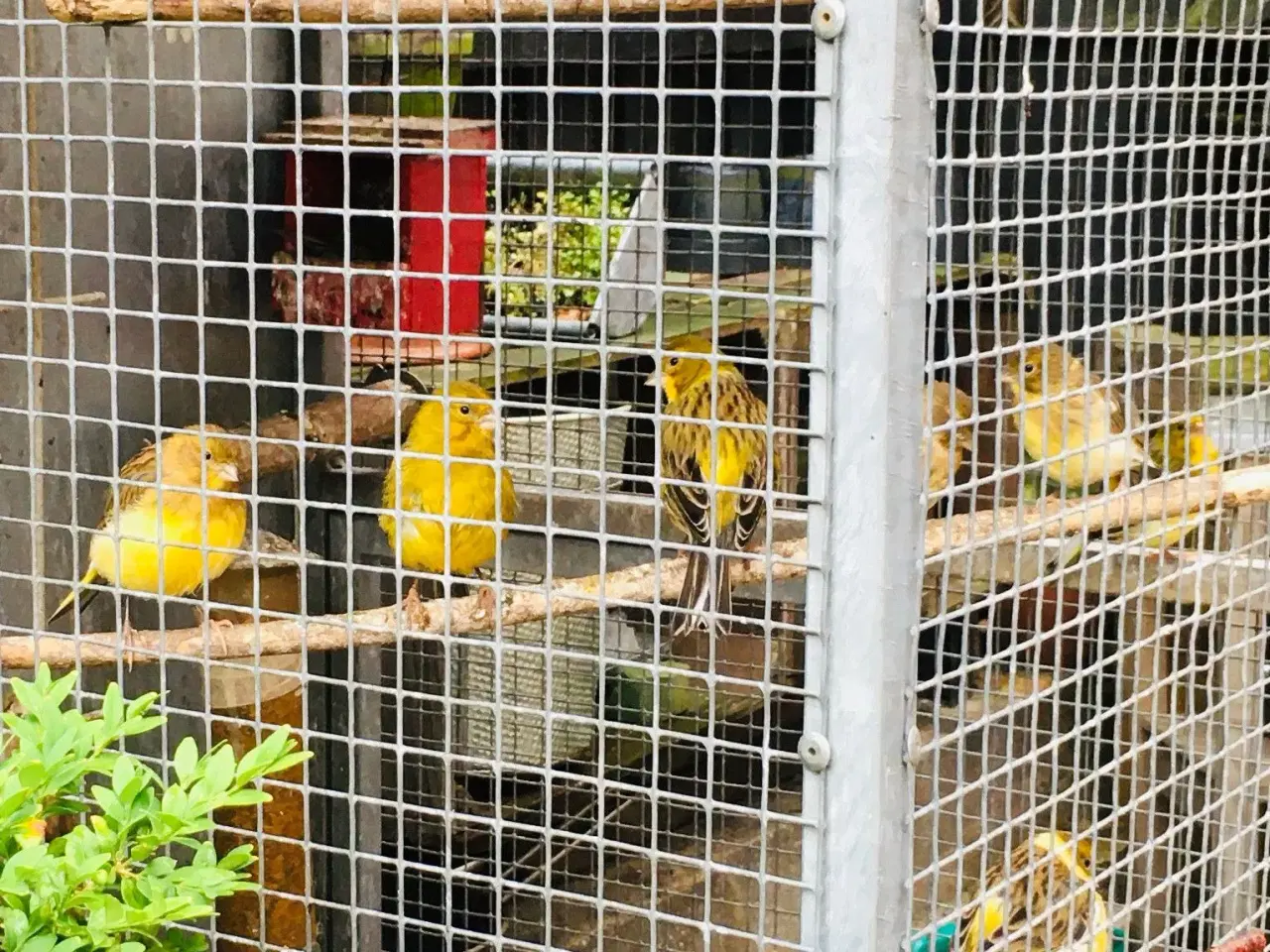 Billede 1 - Kanariefugle unger fra 2021 sælges samlet  10 stk 