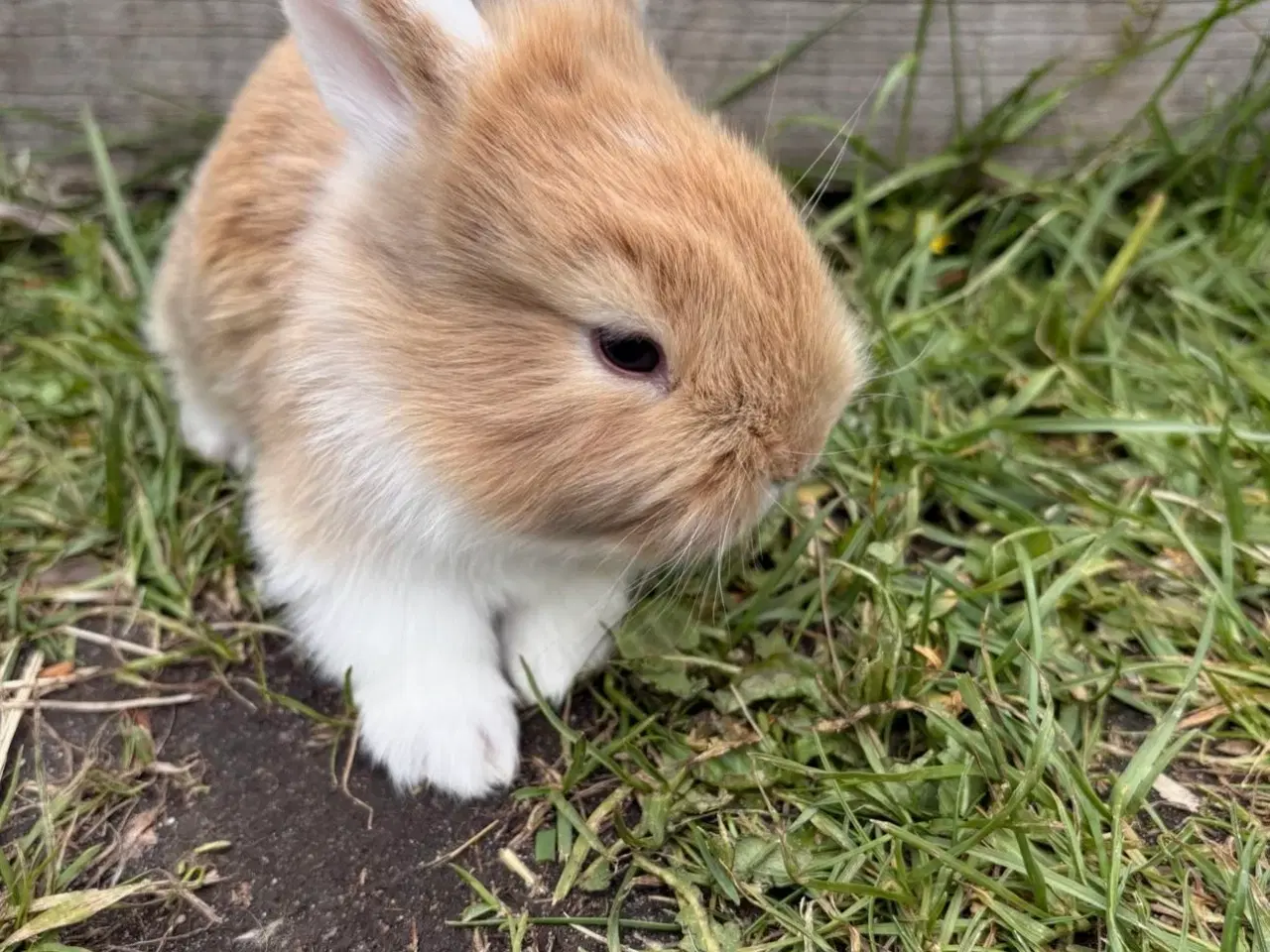 Billede 1 - Tamme Mini-lop kaninunger