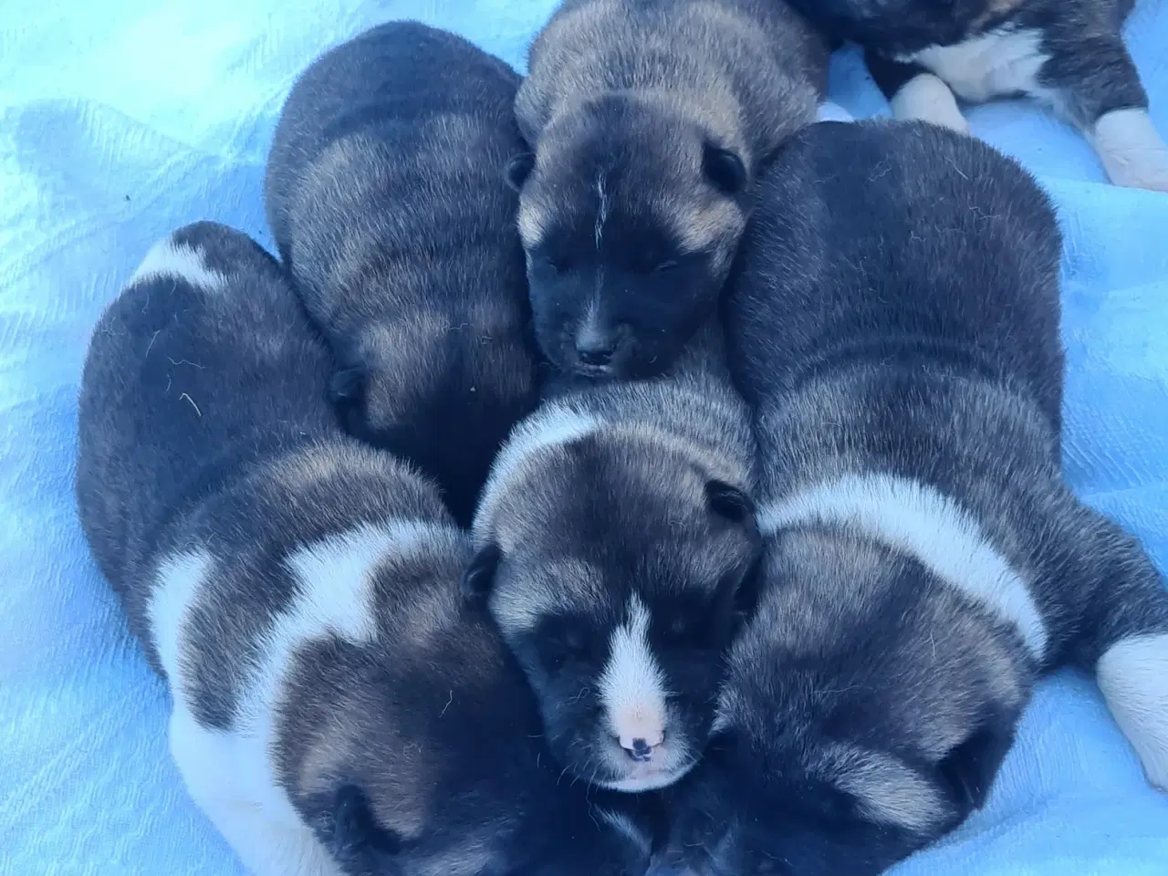 Billede 2 - Hundehvalpe Akita American 