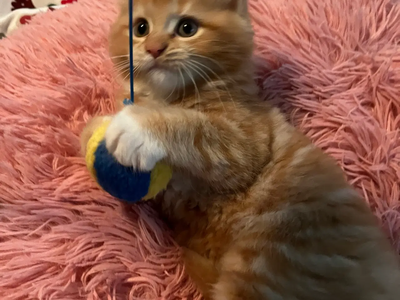 Billede 1 - Killinger fluffy
