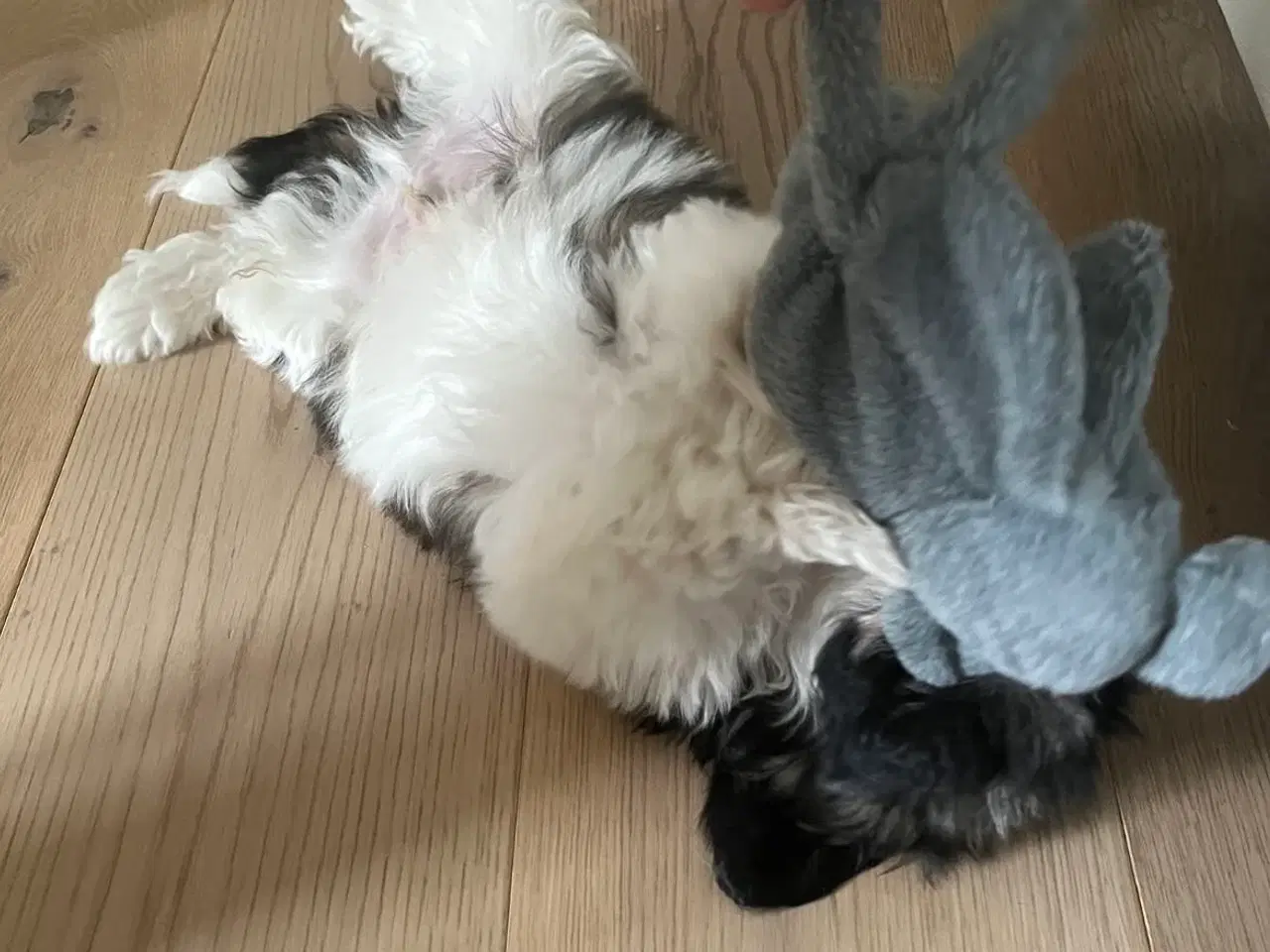 Billede 3 - 🐶 Skøn Shih Tzu hvalp søger kærligt hjem