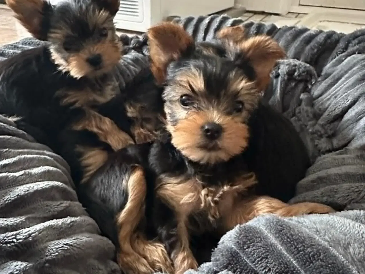 Billede 1 - Skønne Yorkshire Terrier hvalpe til salg!