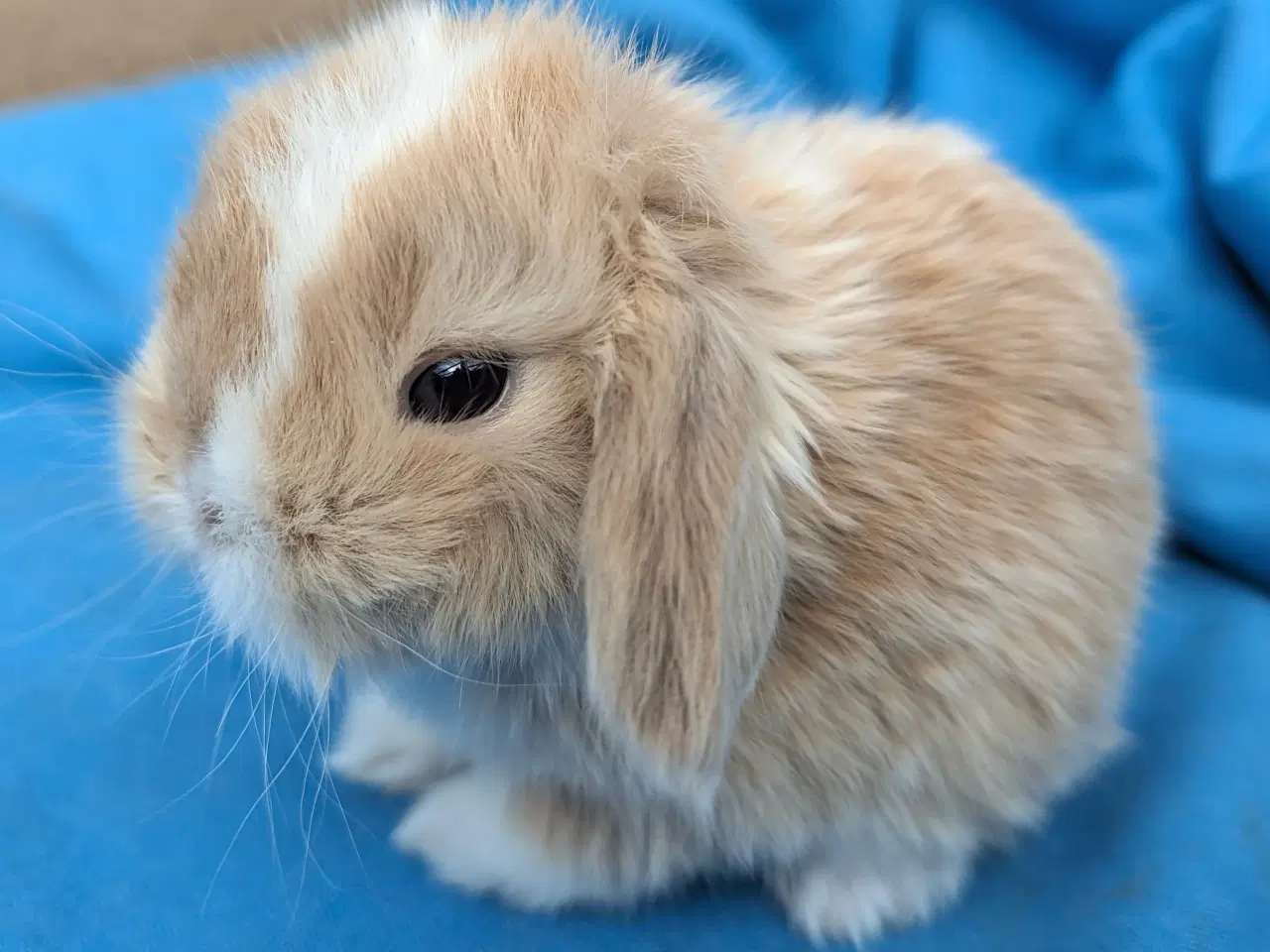 Billede 1 - Minilop kaninunge sælges