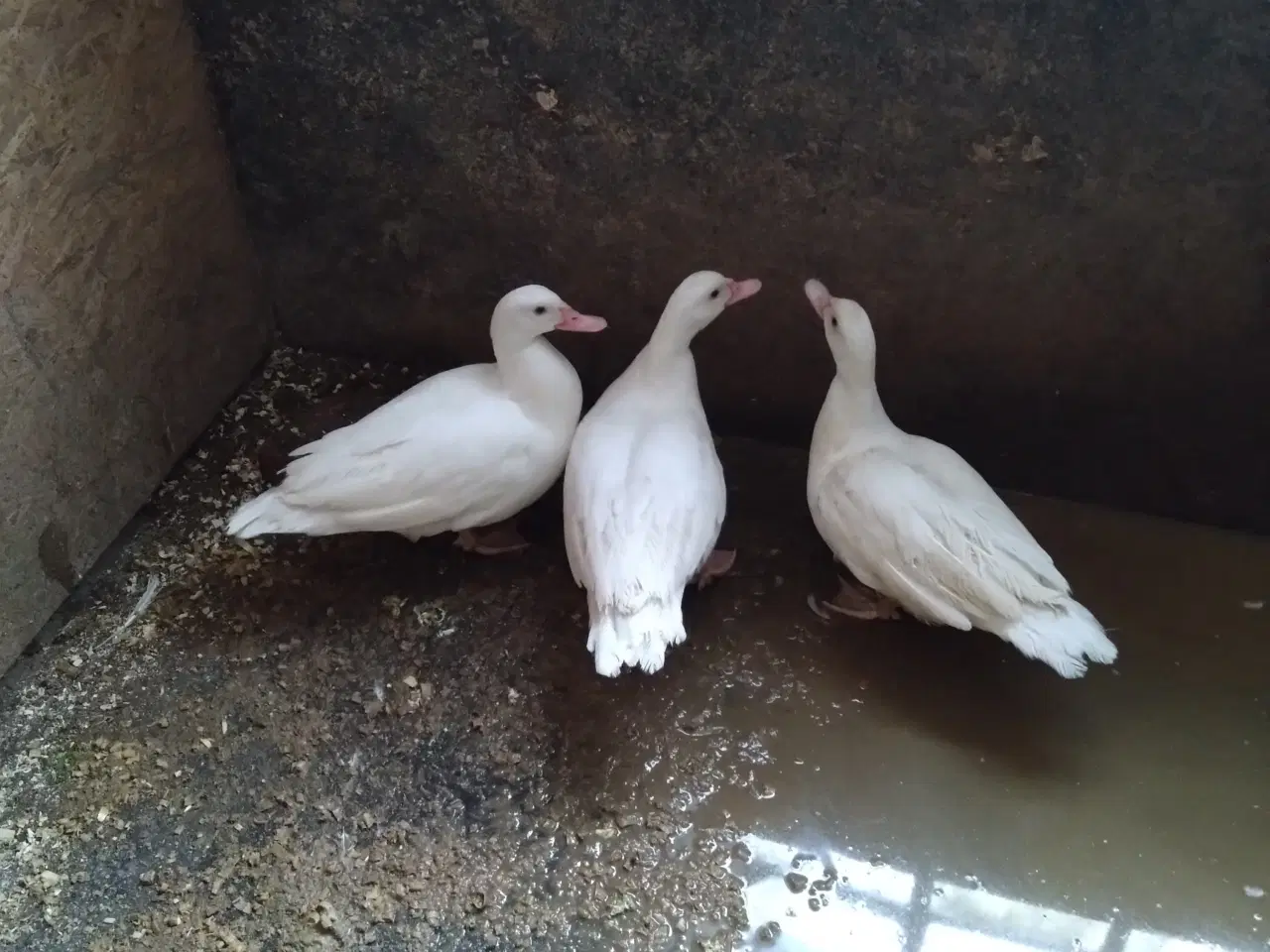 Billede 1 - Hvide moskusænder