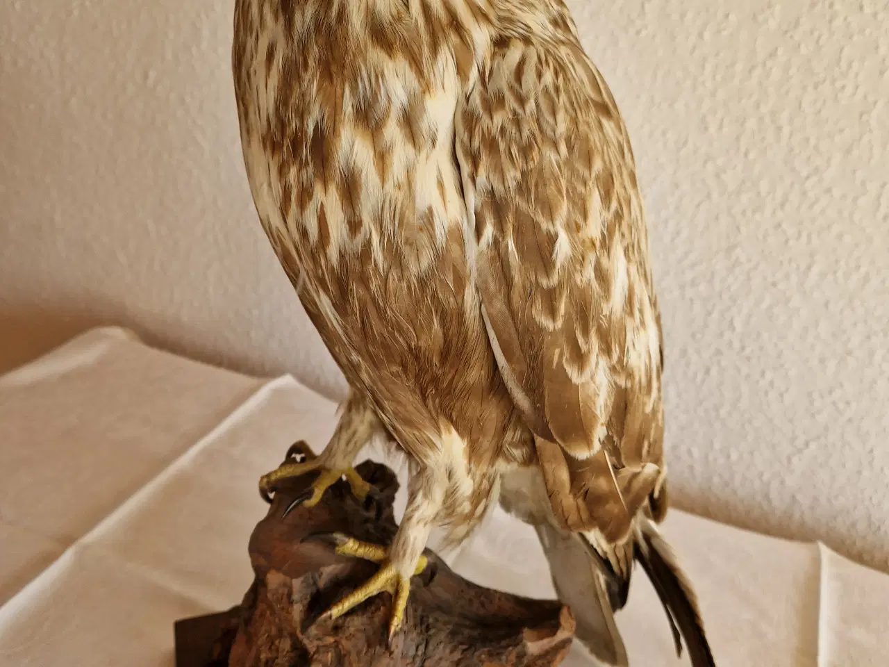 Billede 3 - Stor flot Musvåge Låddenbenet Buteo Lagopus