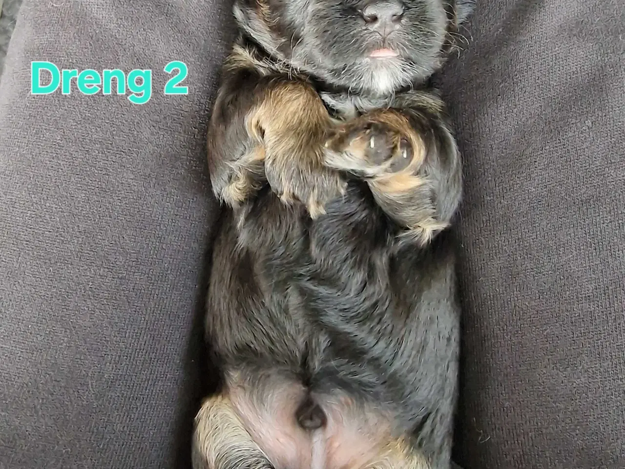 Billede 7 - Smukke Bichon Havanais hvalpe