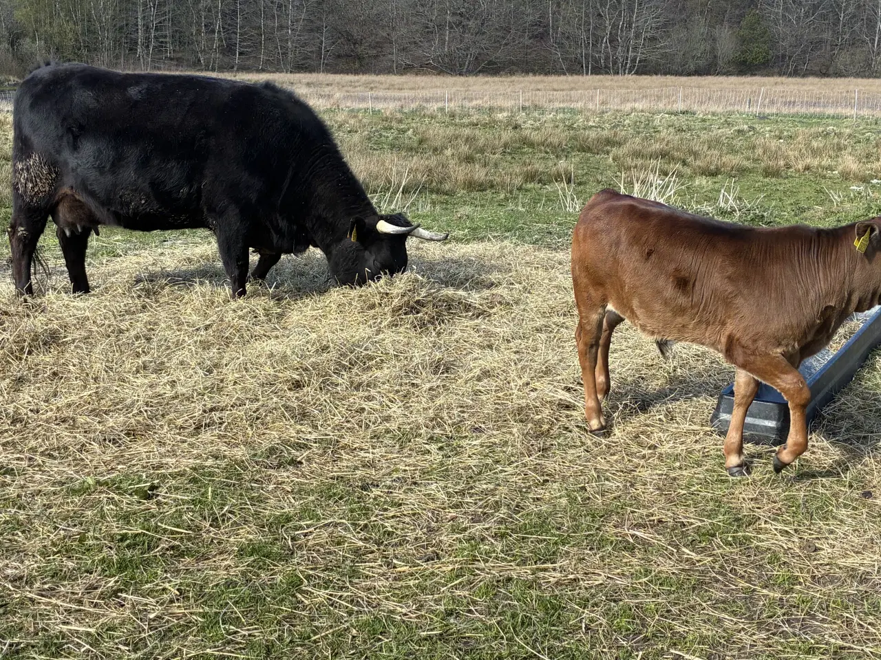 Billede 2 - Dexter/ Jersey krydsnings ko med tyre kalv 