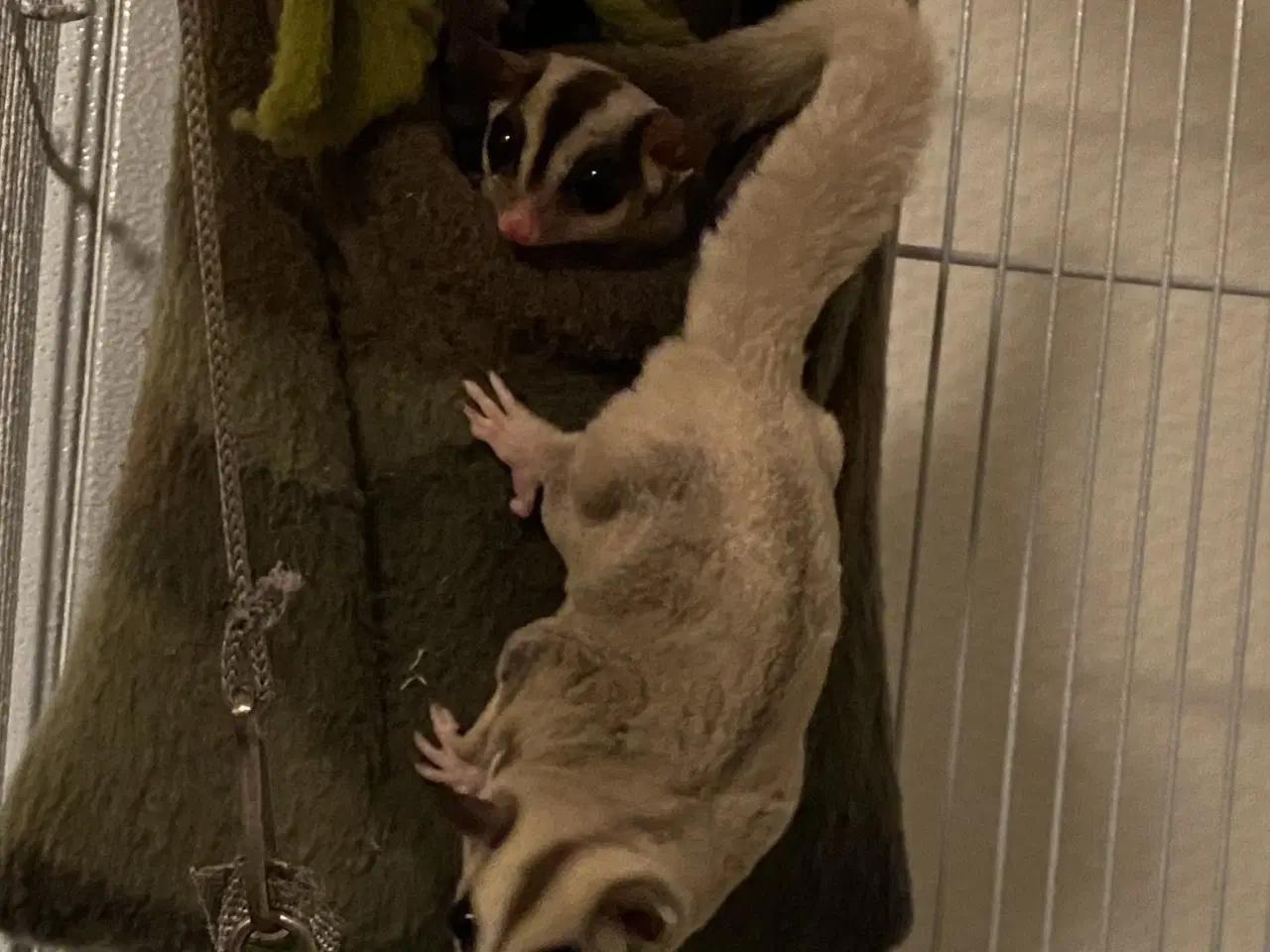 Billede 5 - 6 Sugar glider med stort bur