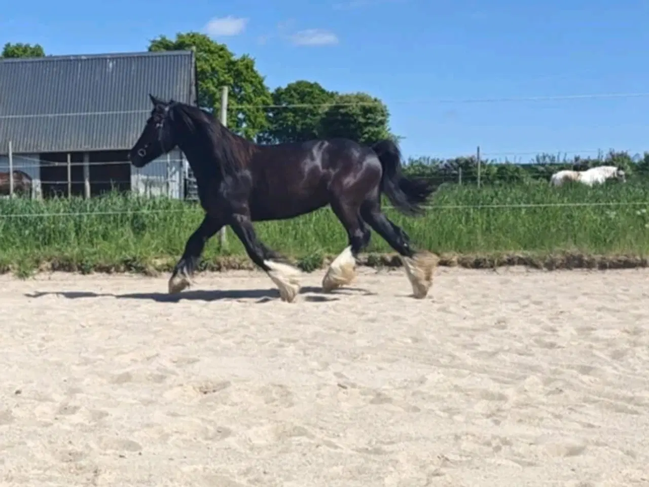 Billede 3 - Tinker hoppe 