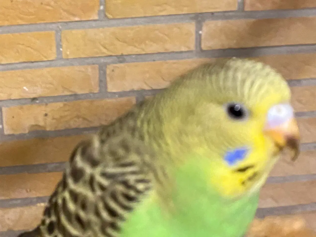 Billede 3 - Undulater