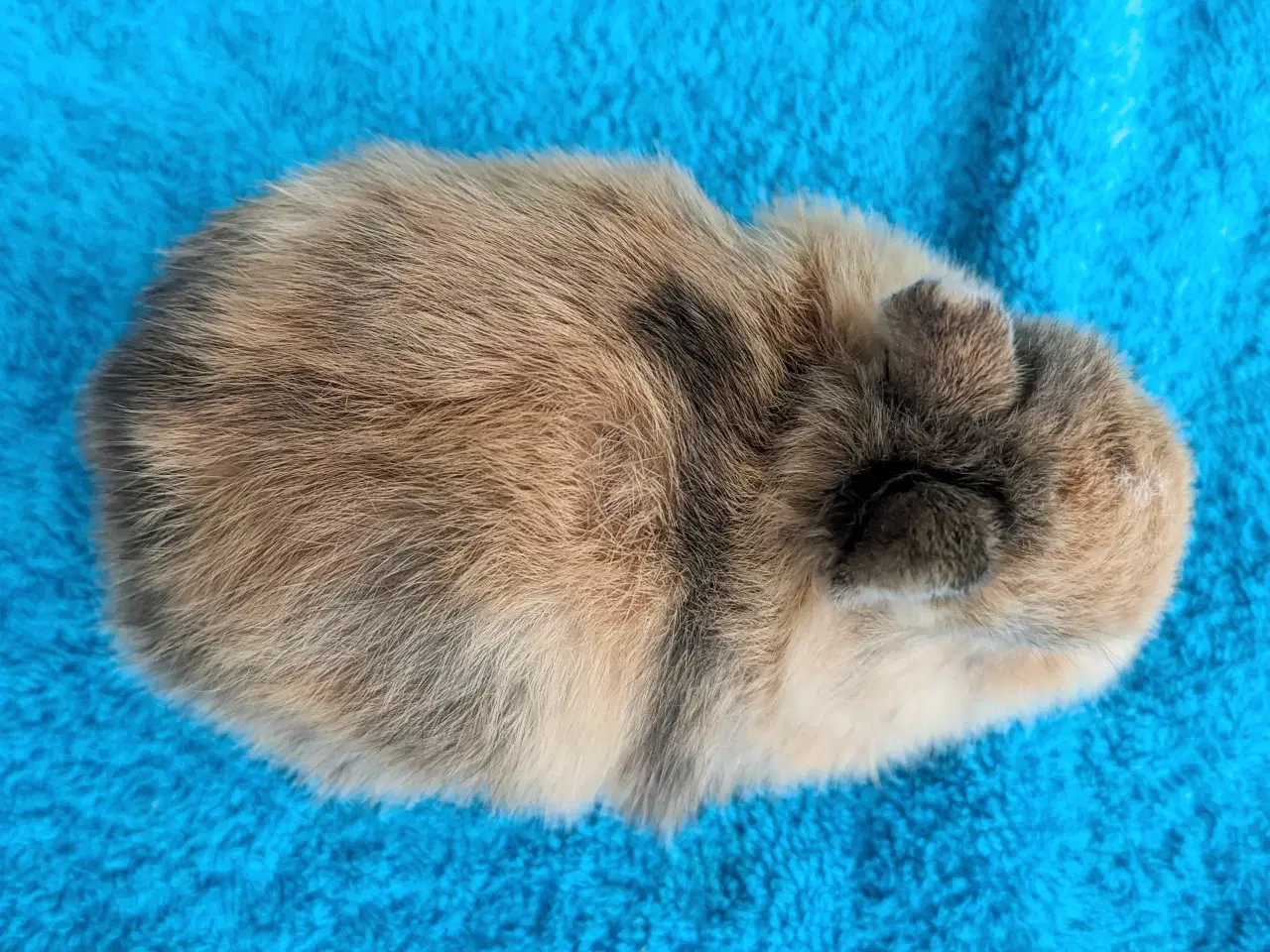 Billede 8 - Hermelin kaninunge sælges 