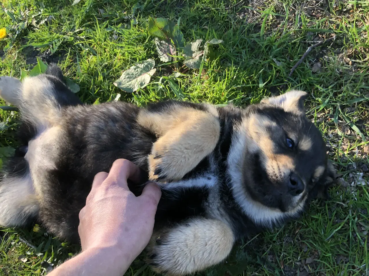 Billede 5 - De smukkeste rottweiler/alaskan malamut hvalpe 