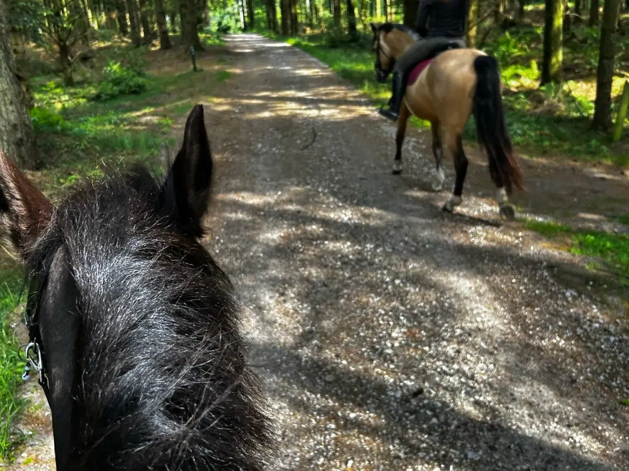 Billede 11 - Dine nye bedste ven