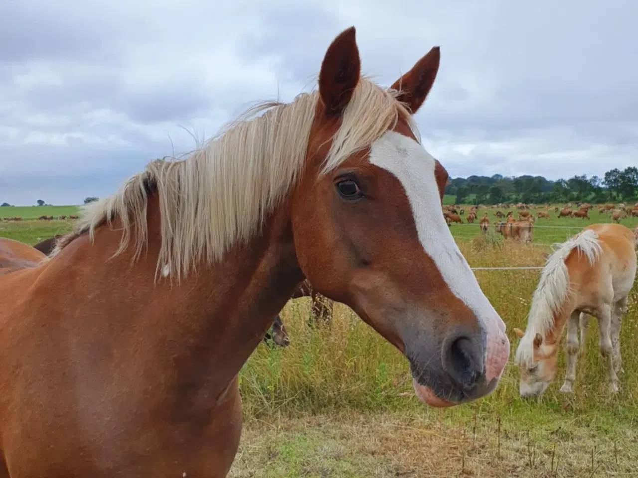 Billede 15 - Rutineret allround DSP ponyhoppe