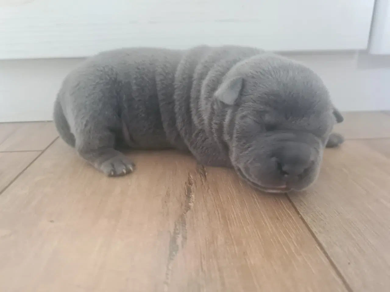 Billede 3 - Blu Dreng Abkc American Bully 
