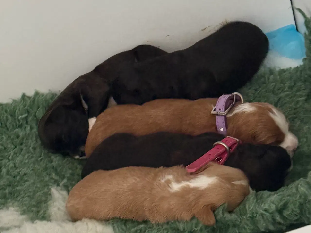Billede 18 - Fantastisk dejlig familiehund allergivenlige